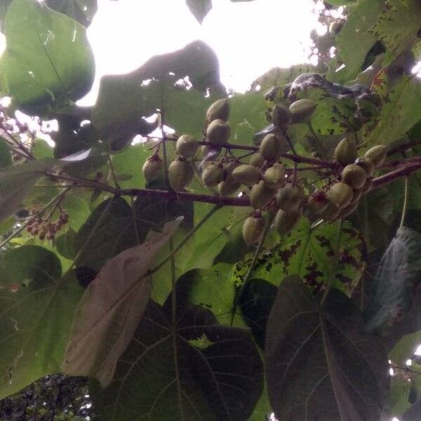 Paulownia tomentosa फल