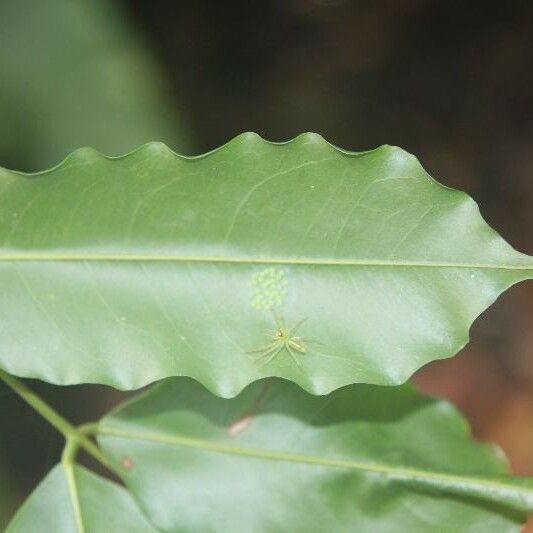 Andira inermis Blad