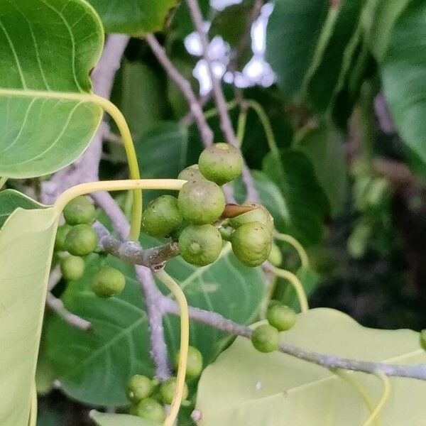 Ficus citrifolia Фрукт