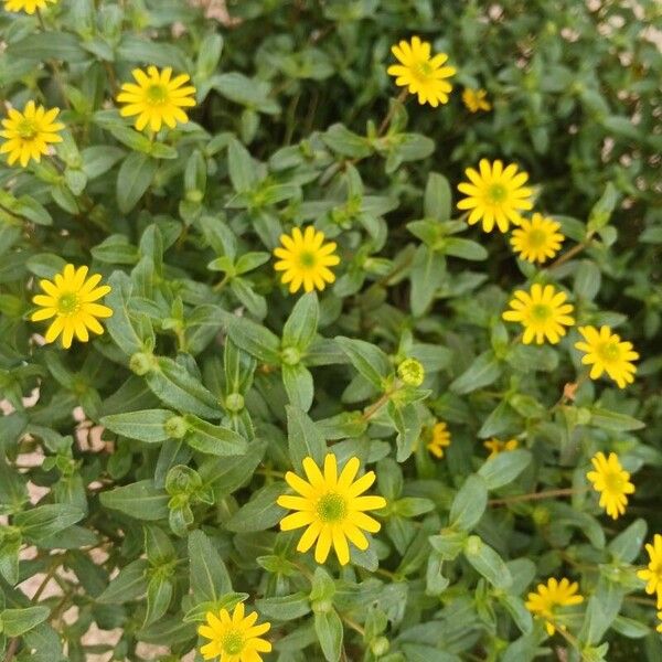 Sanvitalia procumbens Pokrój