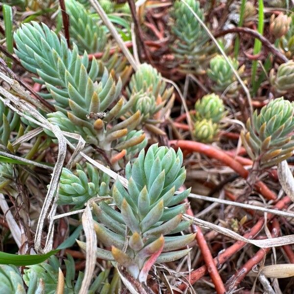 Petrosedum rupestre Kvet