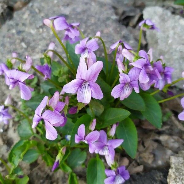 Viola adunca Blomst