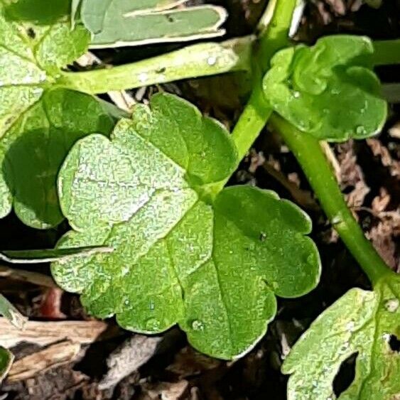 Ranunculus muricatus Leaf