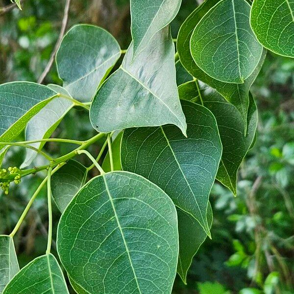 Triadica sebifera Blad