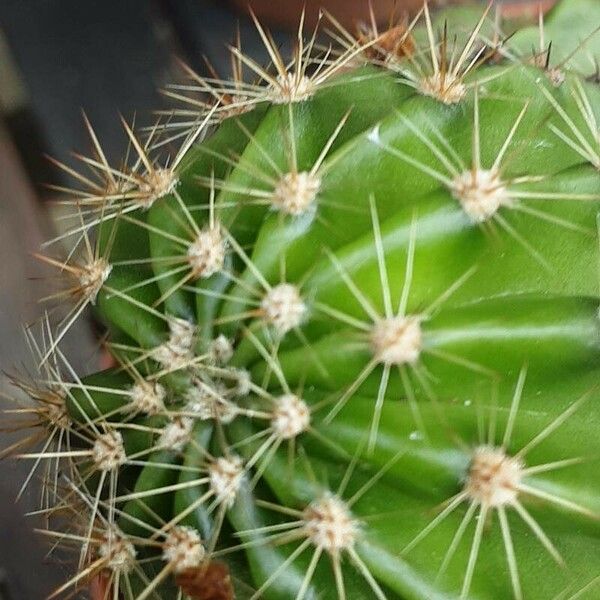 Echinopsis eyriesii Folha