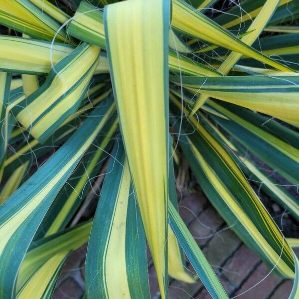 Yucca flaccida Leaf