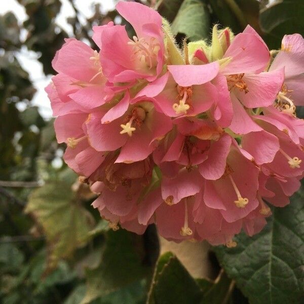 Dombeya wallichii Flors