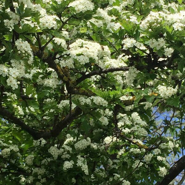 Crataegus laevigata Blomst