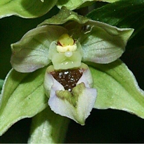 Epipactis helleborine Floro