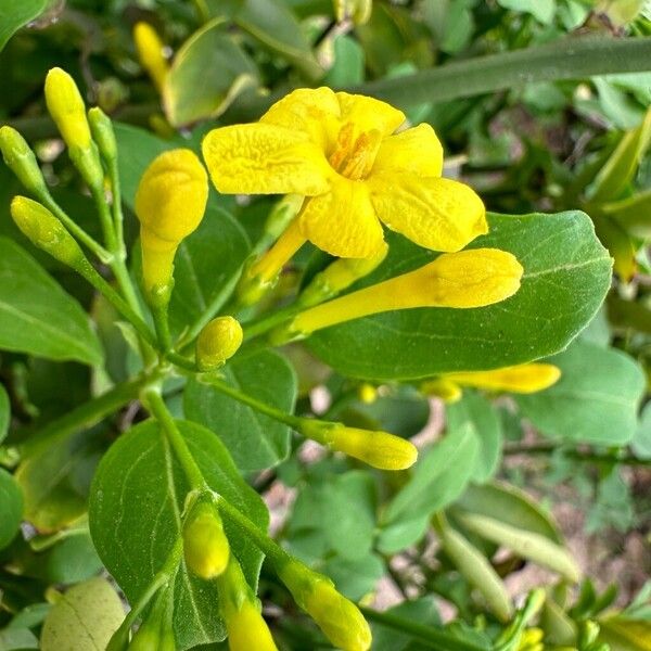 Chrysojasminum odoratissimum 花