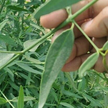 Salvadora persica Blad