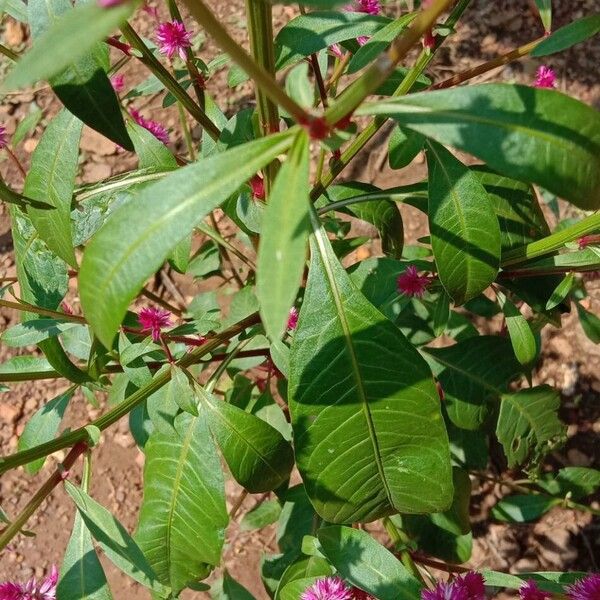 Celosia argentea Leaf