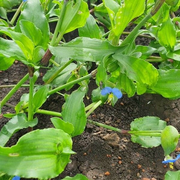 Commelina diffusa Blatt