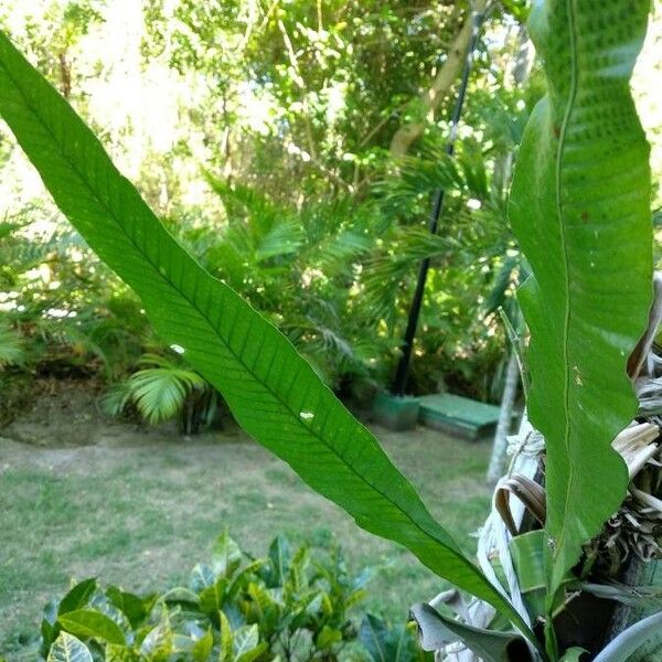 Asplenium serratum Φύλλο