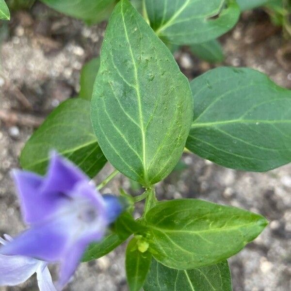 Vinca major Blad