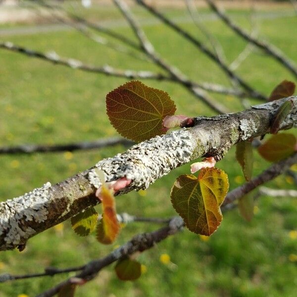 Cercidiphyllum japonicum पत्ता