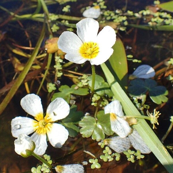 Ranunculus peltatus Habit