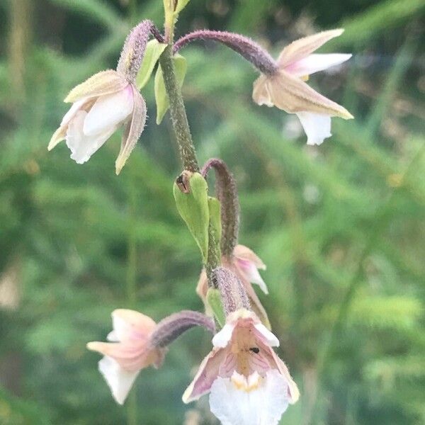 Epipactis palustris Flower