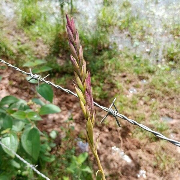 Tillandsia balbisiana Flower