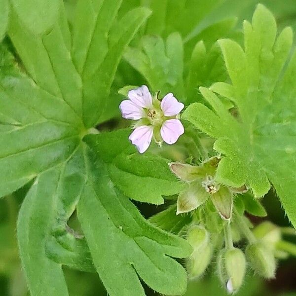 Geranium pusillum Cvet