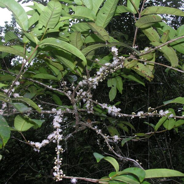 Eugenia monosperma