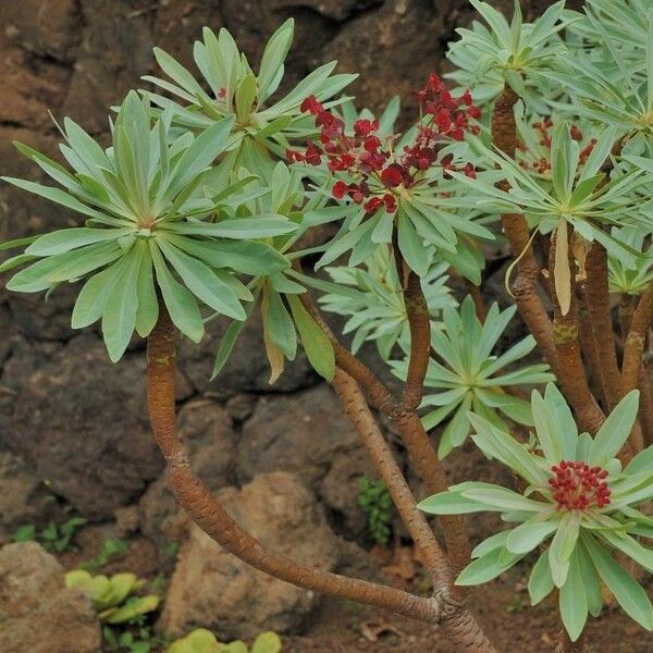 Euphorbia atropurpurea Blodyn
