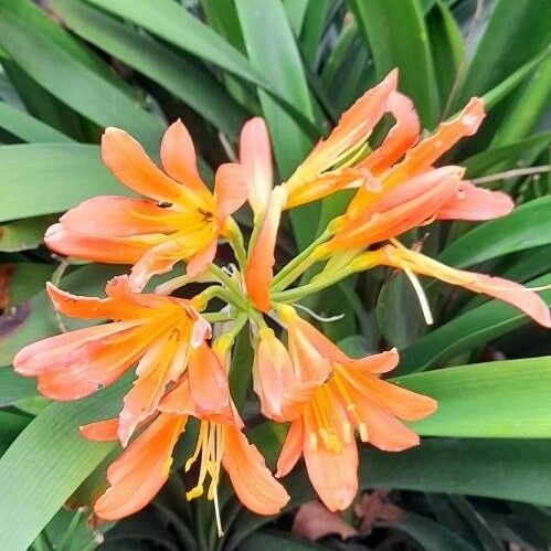 Clivia miniata Blüte