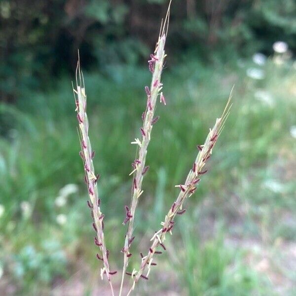 Bothriochloa ischaemum Фрукт