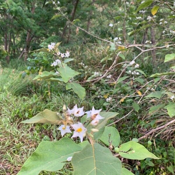 Solanum violaceum Цвят