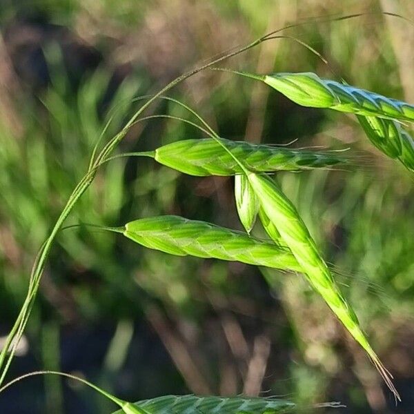 Bromus squarrosus Flower