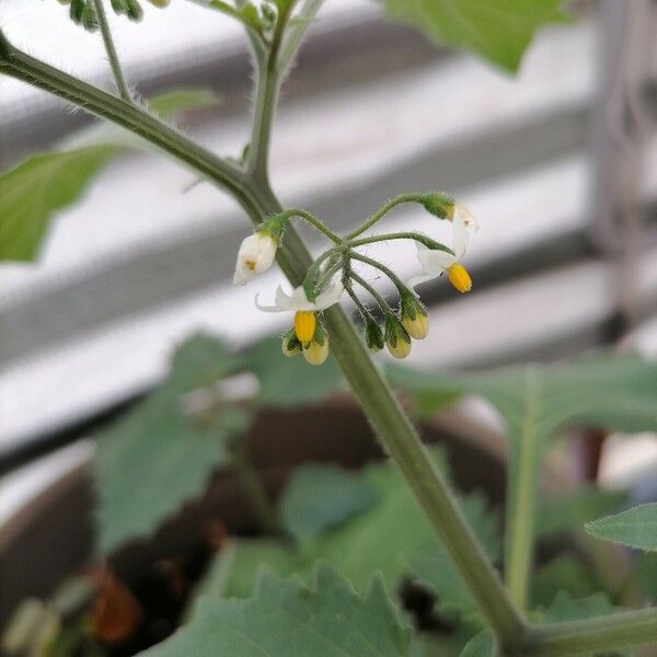 Solanum nigrescens Flower