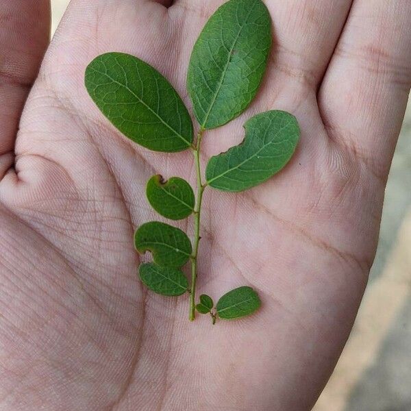 Phyllanthus reticulatus 葉