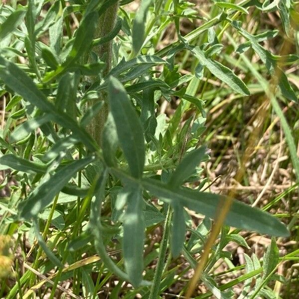 Centaurea stoebe Yaprak