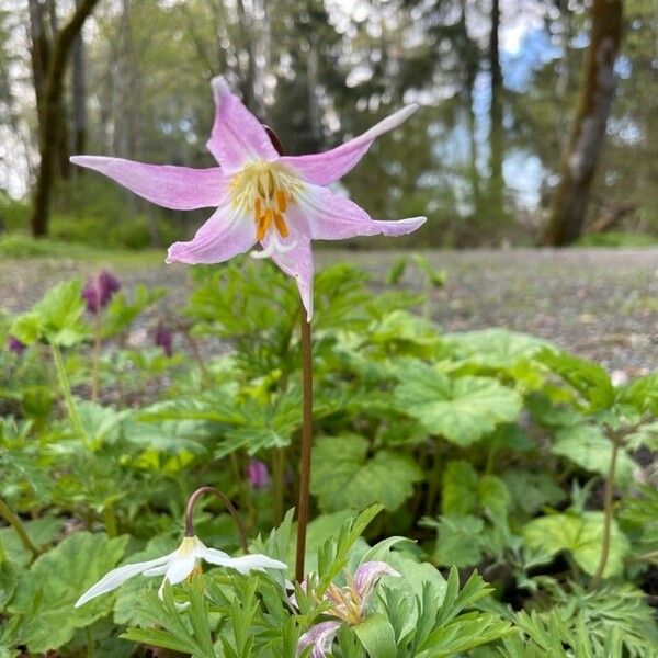 Erythronium revolutum 花