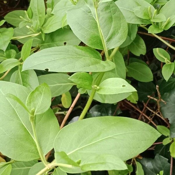 Lonicera japonica Leaf