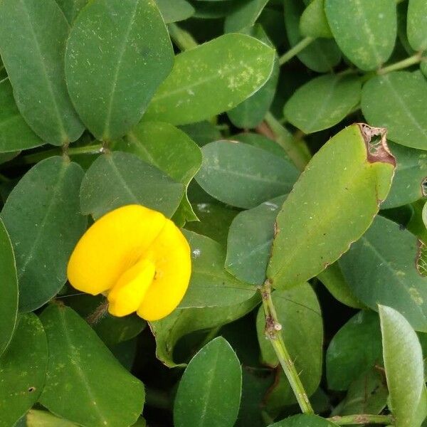 Arachis hypogaea 花