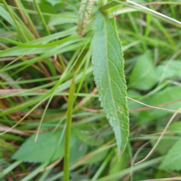 Stachys palustris Fuelha