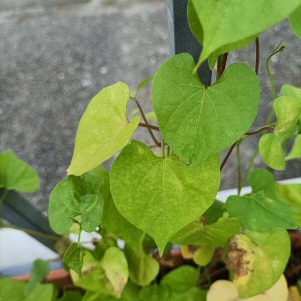 Ipomoea lacunosa Lehti