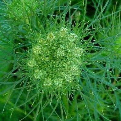 Daucus carota പുഷ്പം