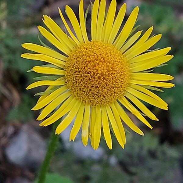 Doronicum columnae Bloem