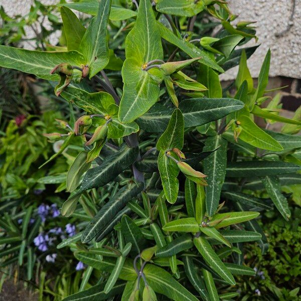 Euphorbia lathyris Hàbitat