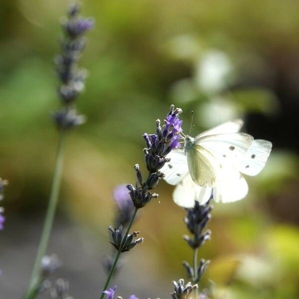 Lavandula latifolia Floare