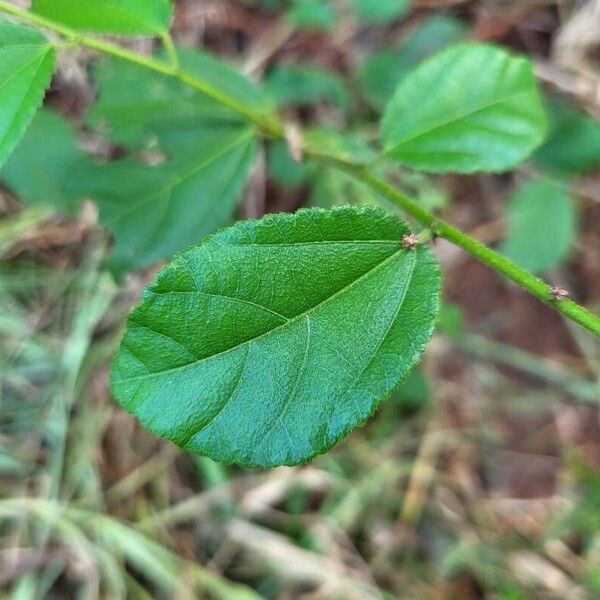 Sida rhombifolia Leaf