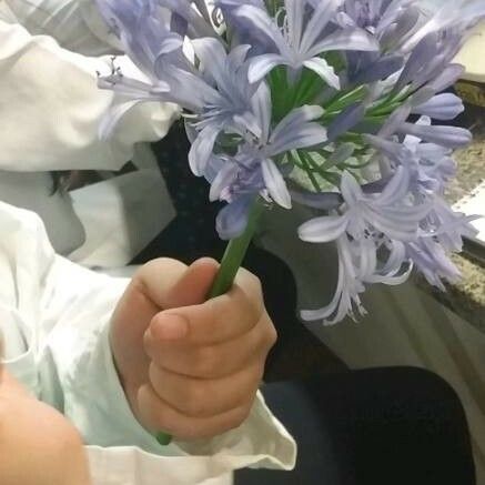 Agapanthus coddii Flower