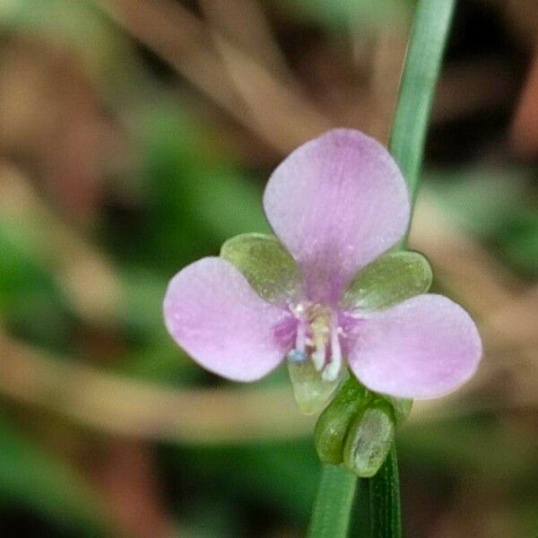 Murdannia nudiflora Virág