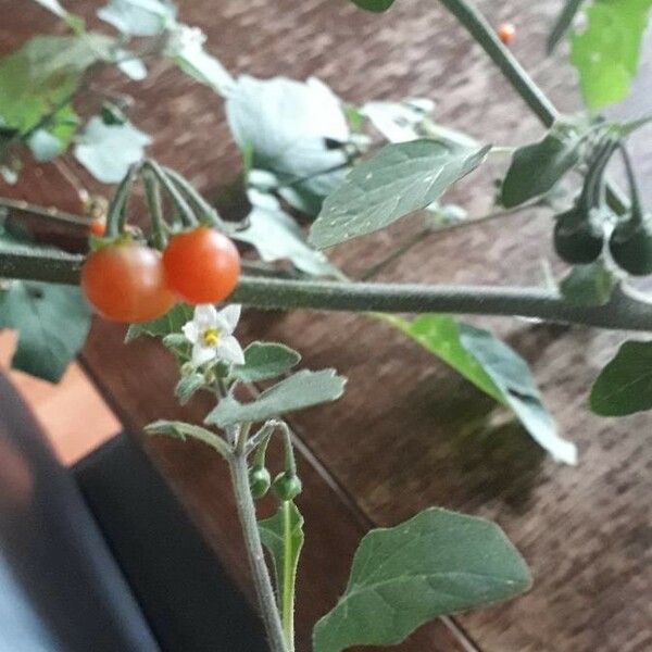 Solanum villosum Vrucht