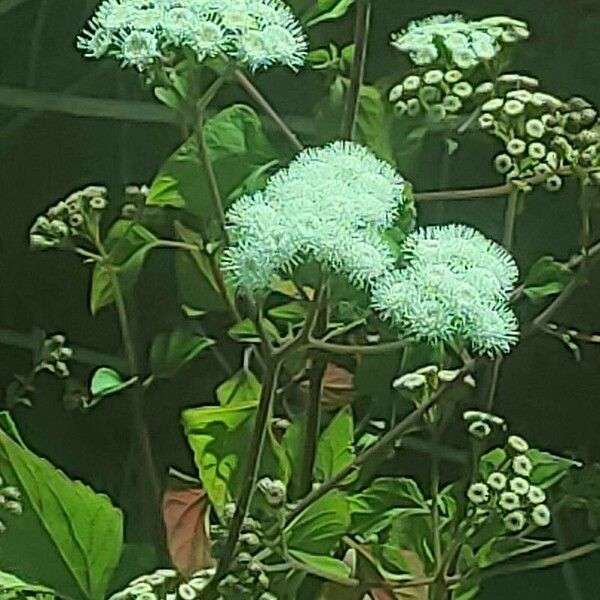 Ageratina adenophora Květ