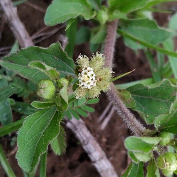 Acanthospermum australe Кветка