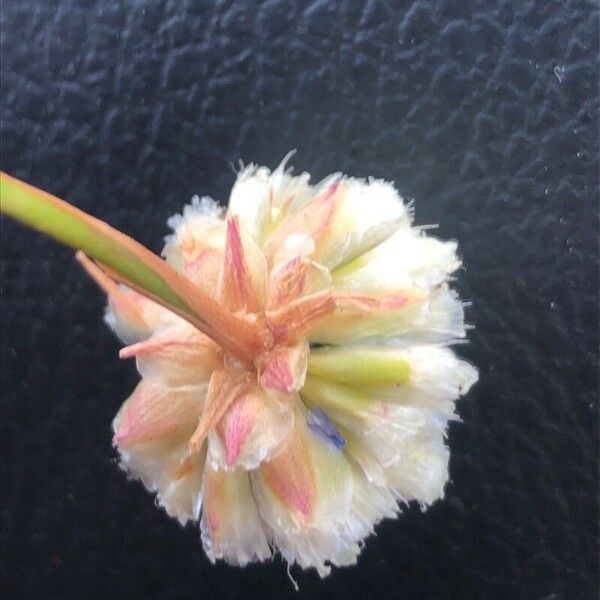 Armeria arenaria Blomst