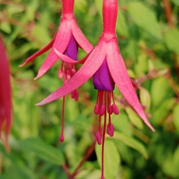 Fuchsia magellanica Blomma